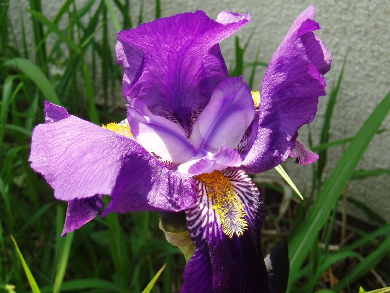 Foto: kosatec-kosatec