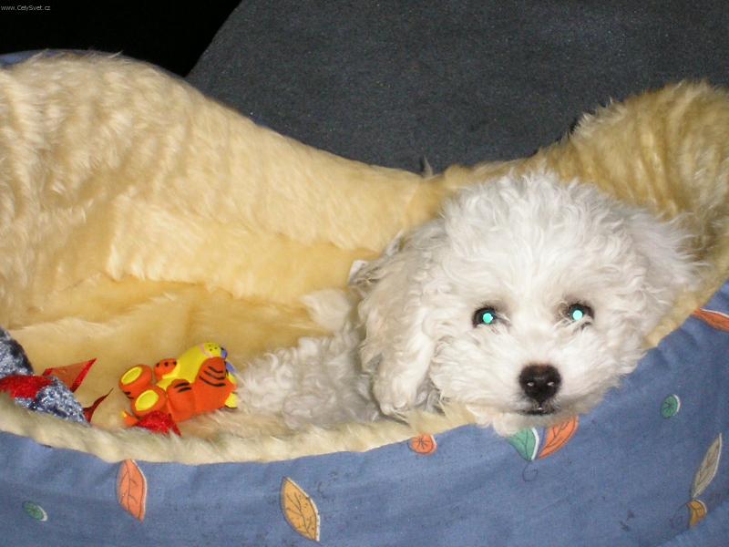 Foto: mazli�ek-tak toto som ja