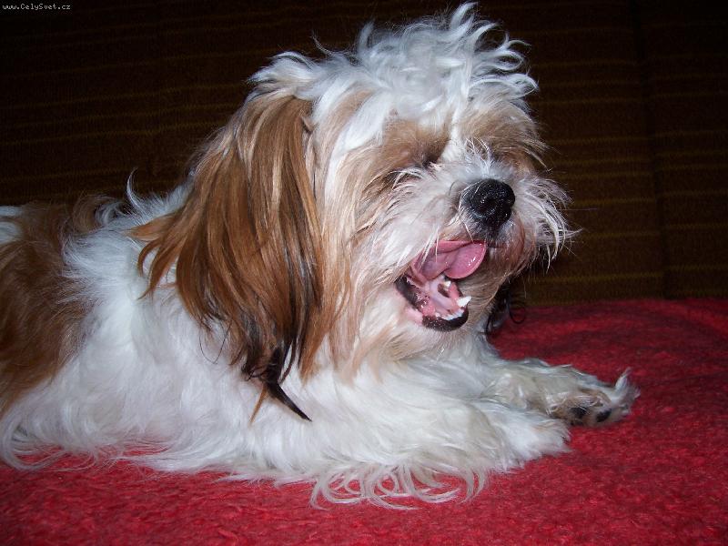 Foto: Jsem unaven�-Dzejt�  zrovna z�va