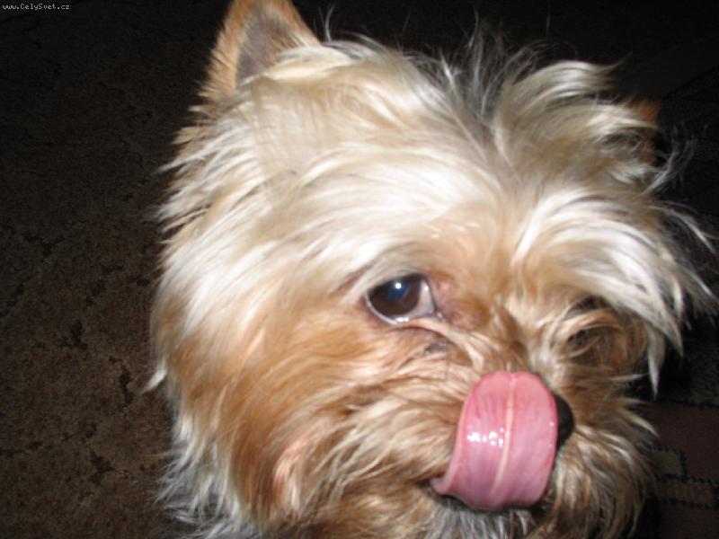 Foto: mil�ek-koukni na m�j dlouheeeej jaz��ek...=)