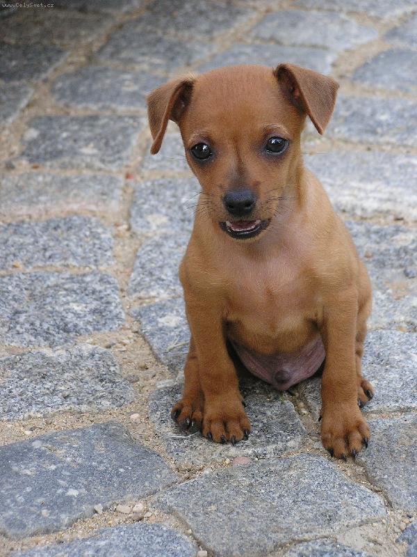 Foto: mali�k� model Ted�sek