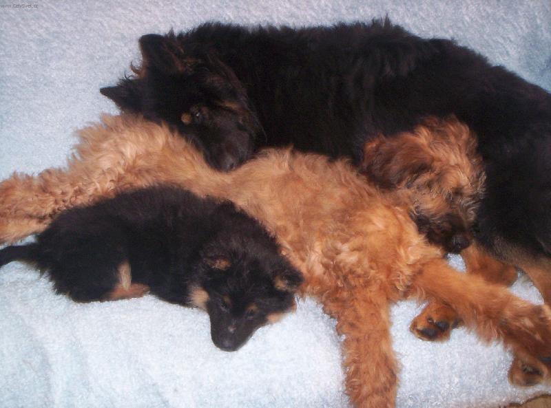 Foto: Poledn� siesta-Chodsk� pes, �t�n� chodsk�ho psa a �t�n� briarda po ob�d�