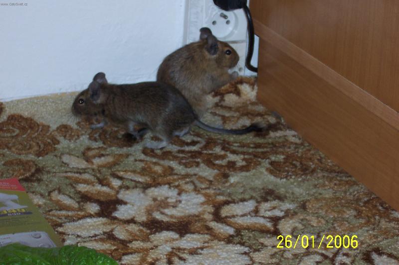 Foto: Osm�k degu-Tak to jsme my...