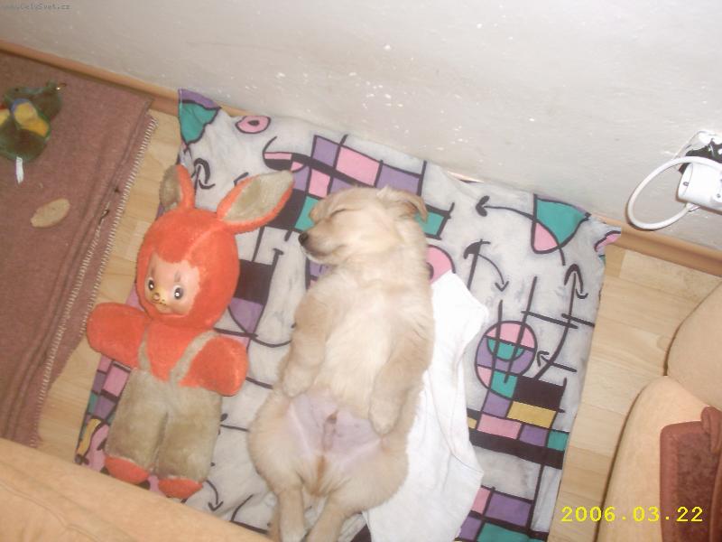 Foto: Ps� miminko-Potichu, sp�me oba!