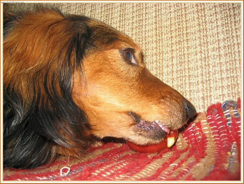 Foto: Ukraden�  jablko ...-M�j mal� zlod�j ...