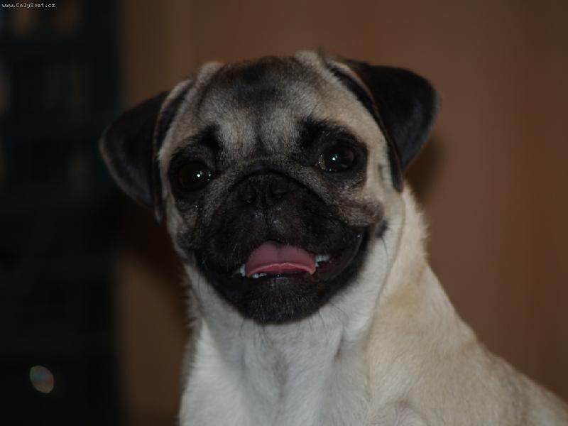 Foto: �sm�v pro kameru-Takhle se dok�e sm�t n� mazl��ek :)