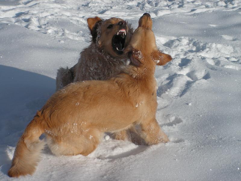 Foto: Dasty a k�mo�ka