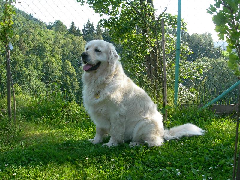 Foto: Goldy Dasty-Kouk�m, hl�d�m, d�v�m pozor, m�j d�m je m�j hrad!