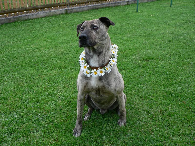 Foto: Stylov� obojek pro pejska-Kdy� chce pes vypadat dob�e po�i�te mu hezk� obojek.