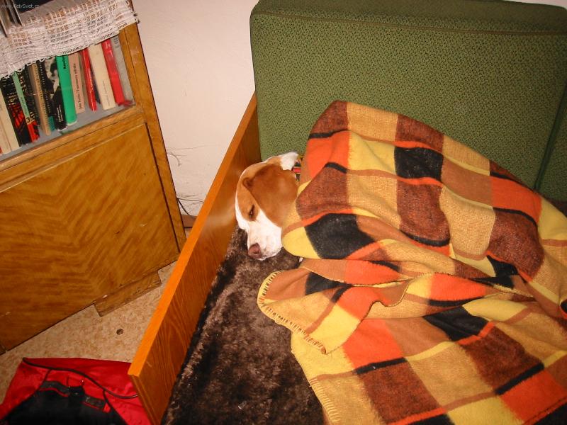 Foto: Dobrou noc-Alex