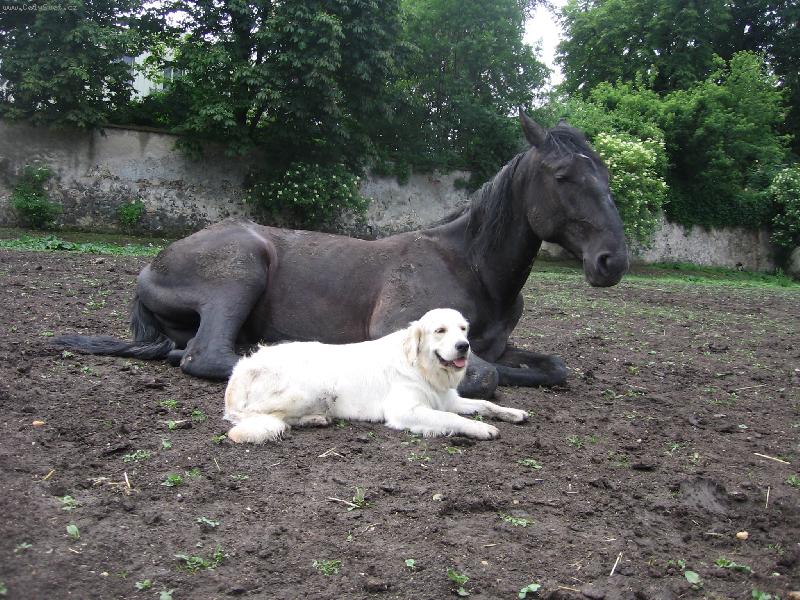 Foto: Selinka a orin-Odpoledn� siesta