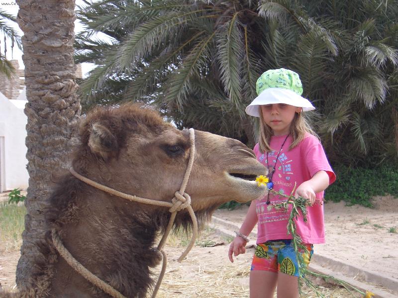 Foto: velbloud� pohod��