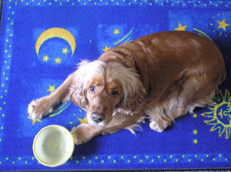 Foto: Ps� o���ka-Lekce 1.:tak takhle se d�laj� ps� o���ka....