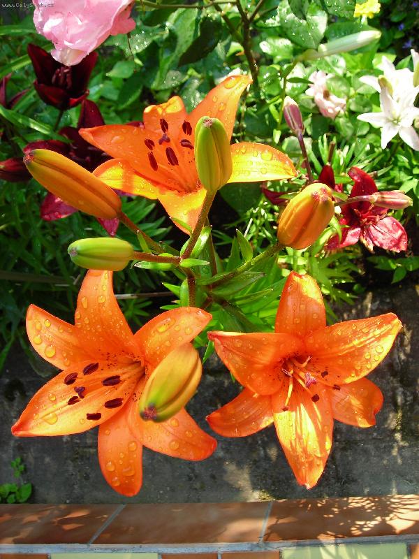 Foto: Oran�ov� kr�ska