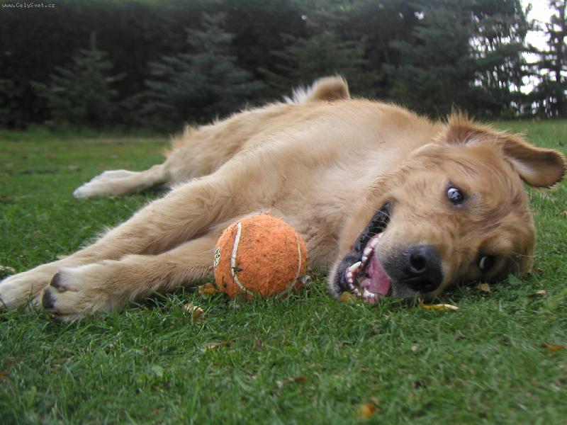 Foto: A Louis Artemis Gold-Tak to je n� Lojz��ek