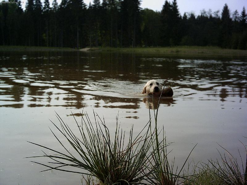 Foto: Po��d plav�t-to je par�da-Po��d plav�t-to je par�da-Kessyna