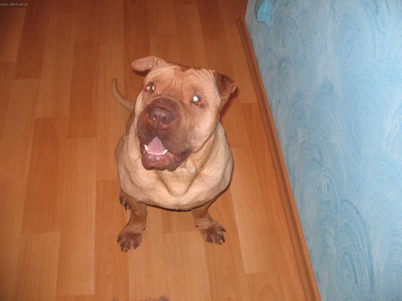 Foto: Apollo-Kouk�m....kouk�m