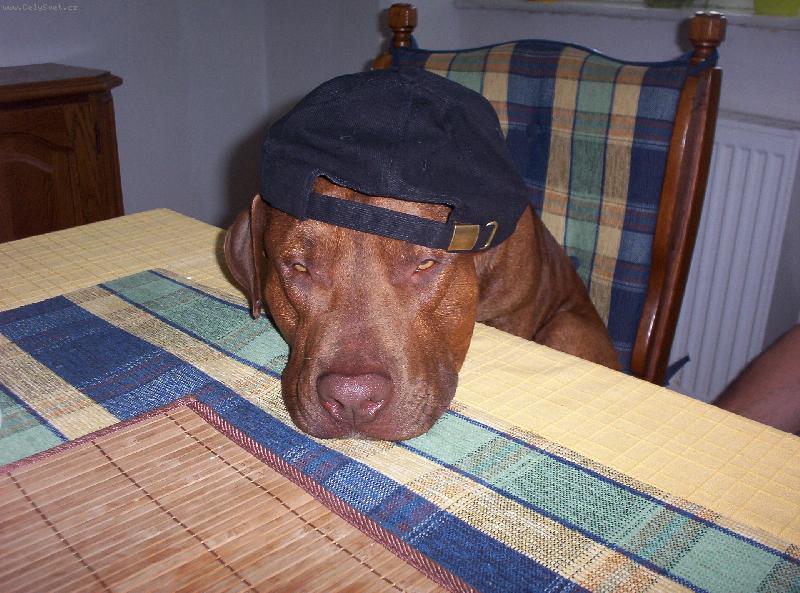 Foto: To je otrava !