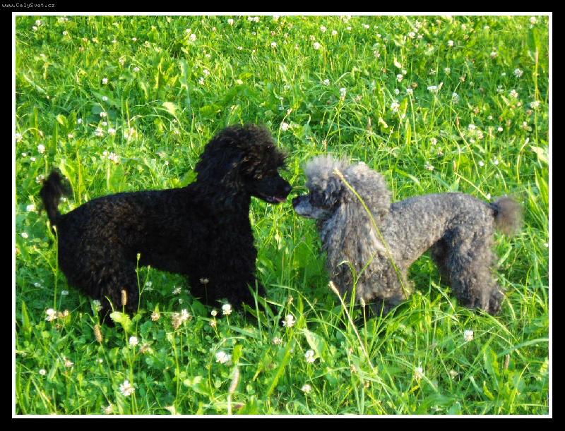 Foto: ...dva kamar�di...-...jak�m �amponem t� myjou,�e jse� tak sepranej??...