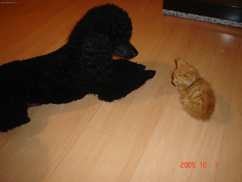 Foto: n� mal� nalezenec-hm...je to m�ma nen� to m�ma?