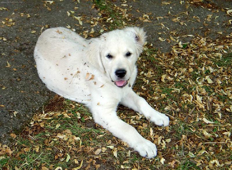 Foto: Bronwynka-p�kn� ��dila :)