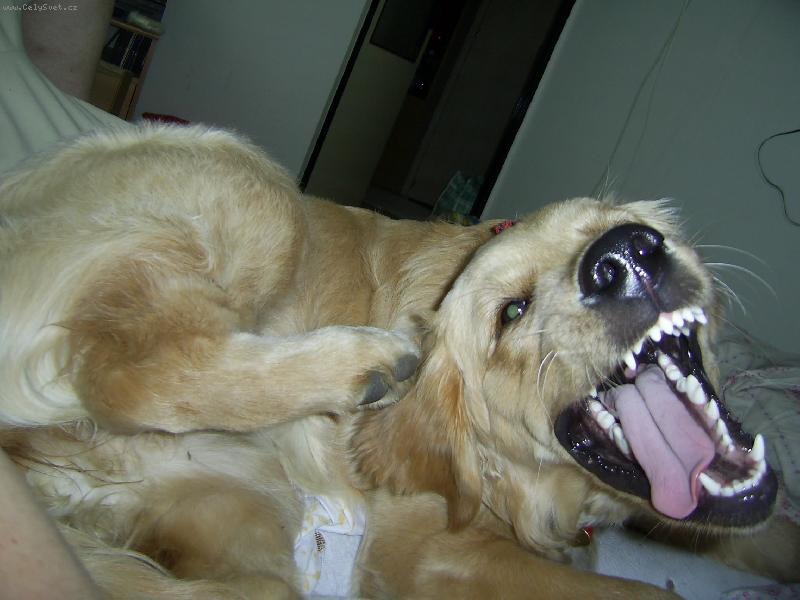 Foto: Z�pas s blechou-Jen po�kej, a� T� chyt�m...!