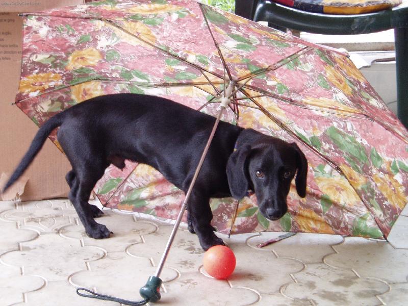 Foto: nechci zmoknout!-Jak se n� Bro�ek schov�val pod de�tn�kem