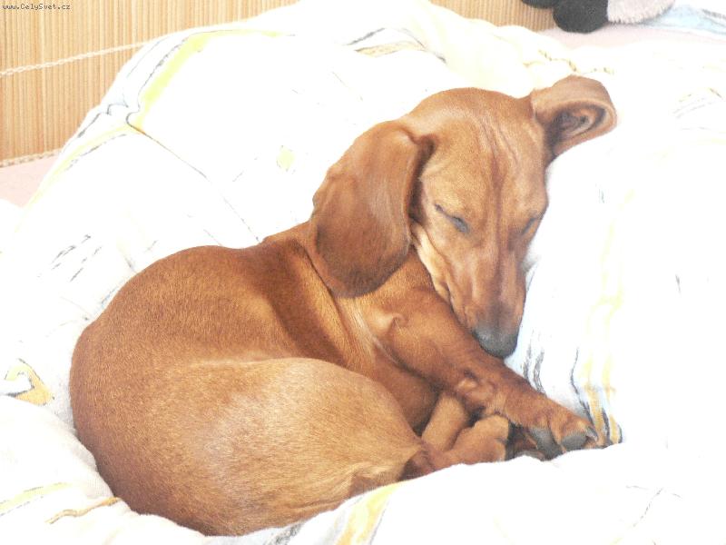 Foto: lotynka-Lotynka str����n� unaven� jezev�ice.