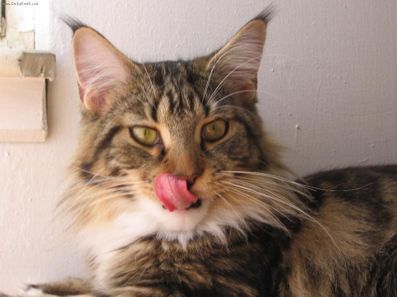 Foto: To byla dobrota! M�am!-Maru�ka - Mainsk� m�val� ko�ka