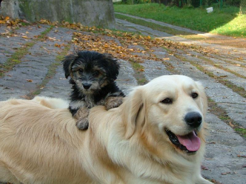 Foto: to jsme kamar�di co...-Muj pejsek Aron s kamar�dkou Reggie