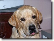 To jsem z toho v�n� jelen!