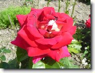 r��i�ka ze zahr�dky