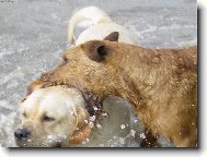 Jak�e to ti hadi d�laj�???