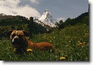 Ares ve �v�carsku