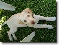 Tak jsem trochu vy�istila p�novi auto