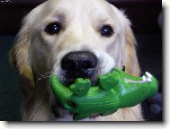 A te� t� sn�m krokod�le