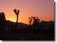 Joshua national park