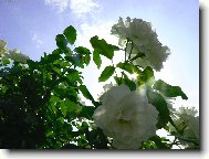 R��i�ka v na�� zahr�dce