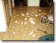 Garfield u� to m� za sebou