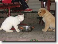 hromadn� ve�e�e