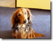 mazl��ek Ben��ek