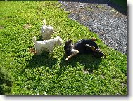 Nellynka.Benn��ek.Bettynka.