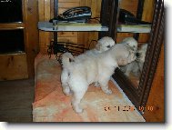 Co se vy dv� tam na n�s tak kouk�te?