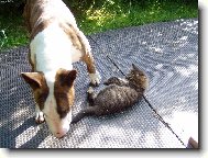 M�m ko�i�ky r�d...