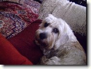 Denynka v bezpe�� gau�e