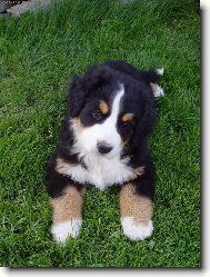 Chlupat� mil��ek