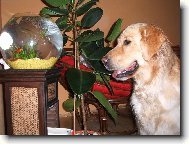 F�nu�ka a rybi�ky