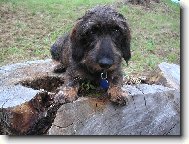 Brok na p�ehrad�