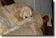 Dag�sek na gau�i