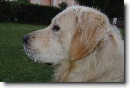 Profil zla���ka